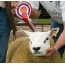 Самая дорогая в мире овца стоит 392 тысячи долларов