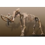 Скелет гигантского мамонта выставлен на продажу