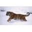 Состоятельные граждане могут усыновить редкого суматранского тигра в Индонезии